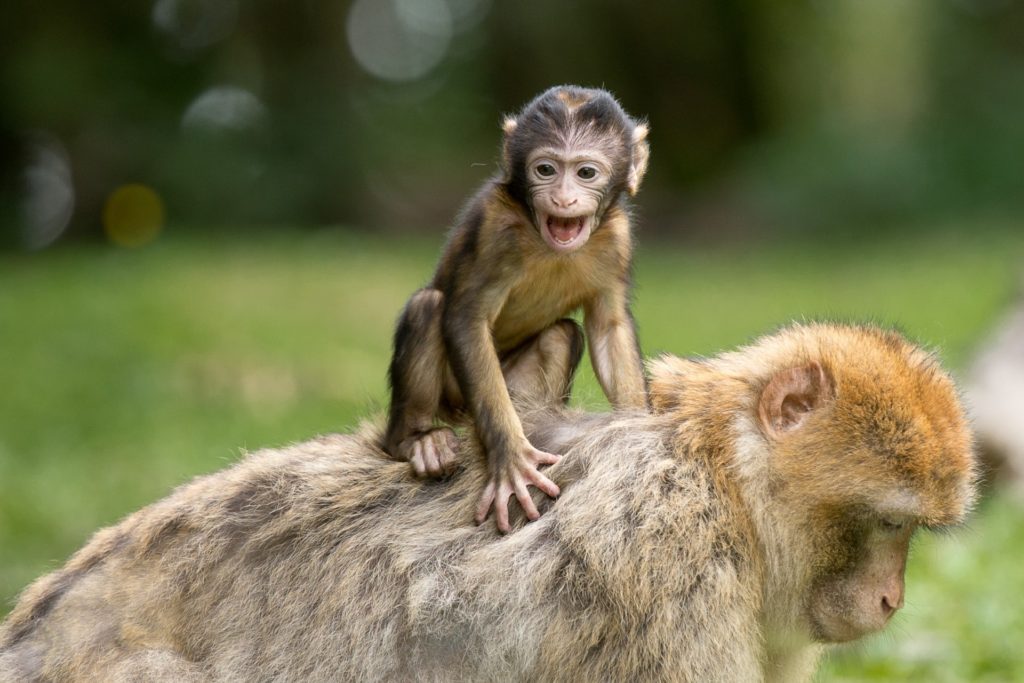 parenthood